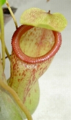 N.ventricosa